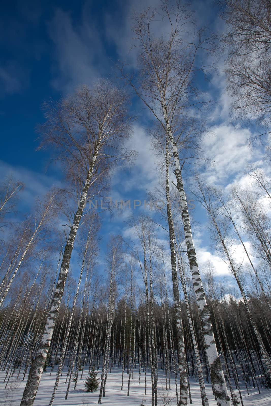 snow winter
