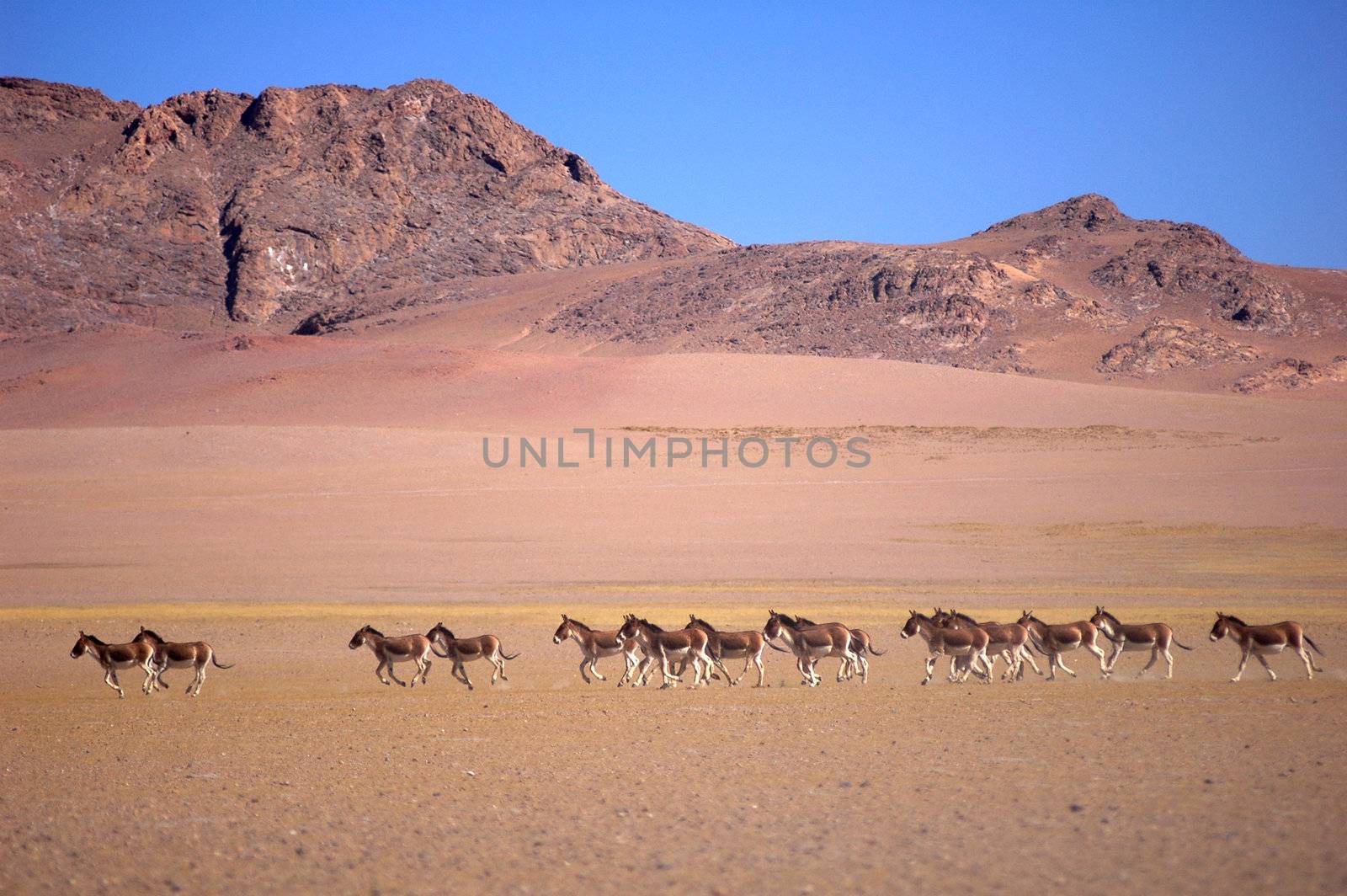 Wild donkeys running in the highlands of Tibet
