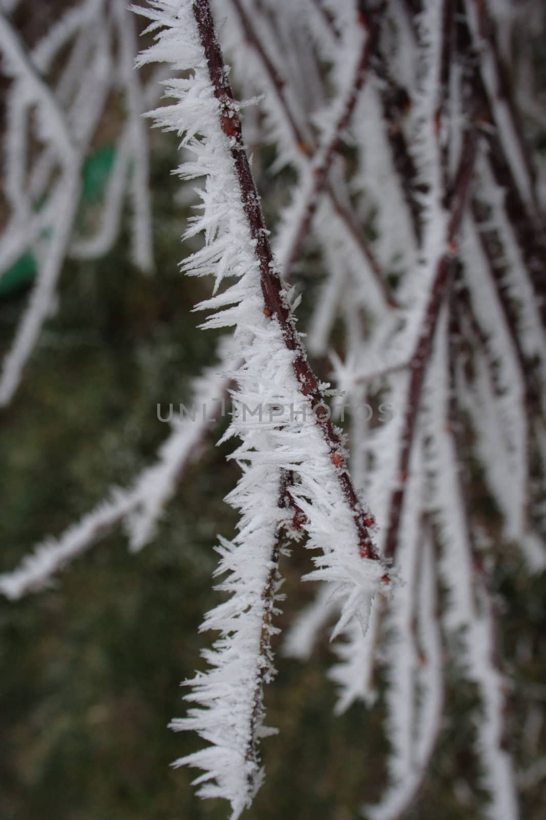 Twig covered with needles of the hoar frost.