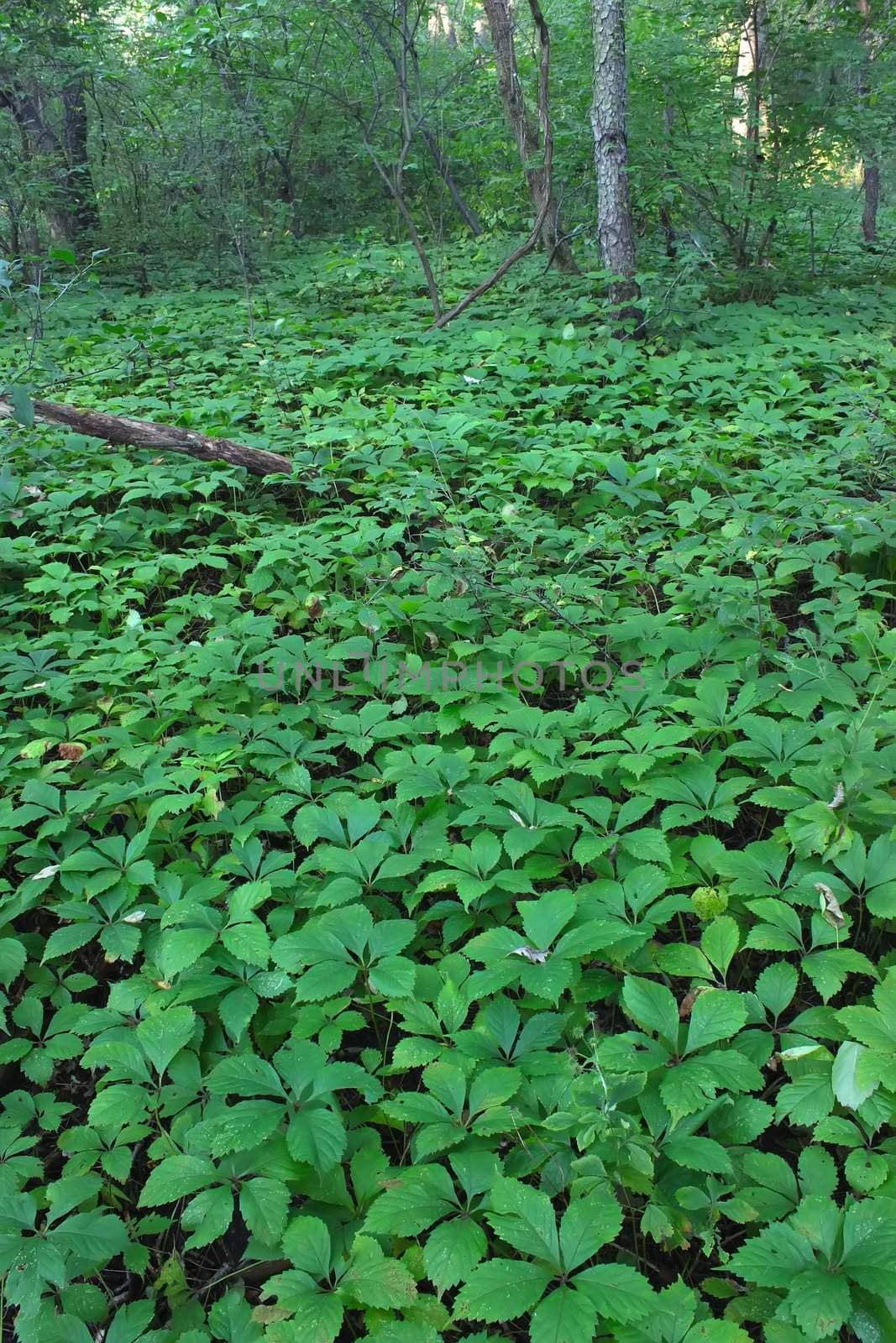 Dense understory vegetation covers the forest floor at Rock Cut State Park in Illinois.