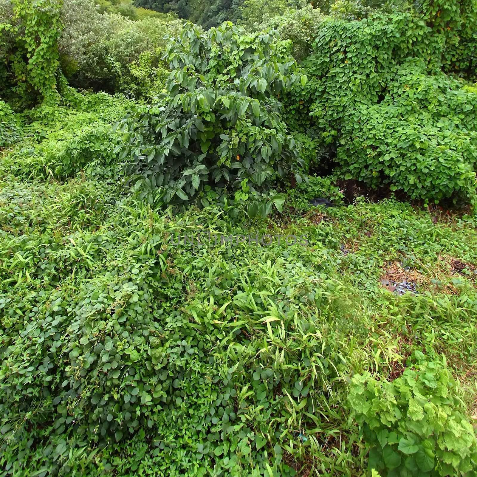 Tropical vegetation on the Caribbean island of Saint Lucia.