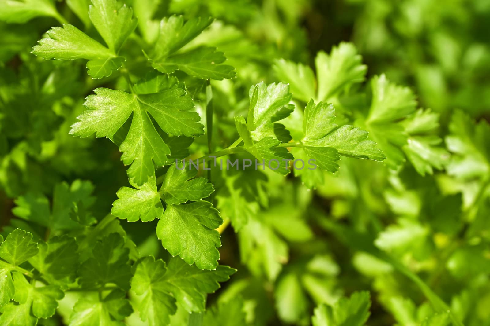 Closeup of fresh parsley in a biological crop