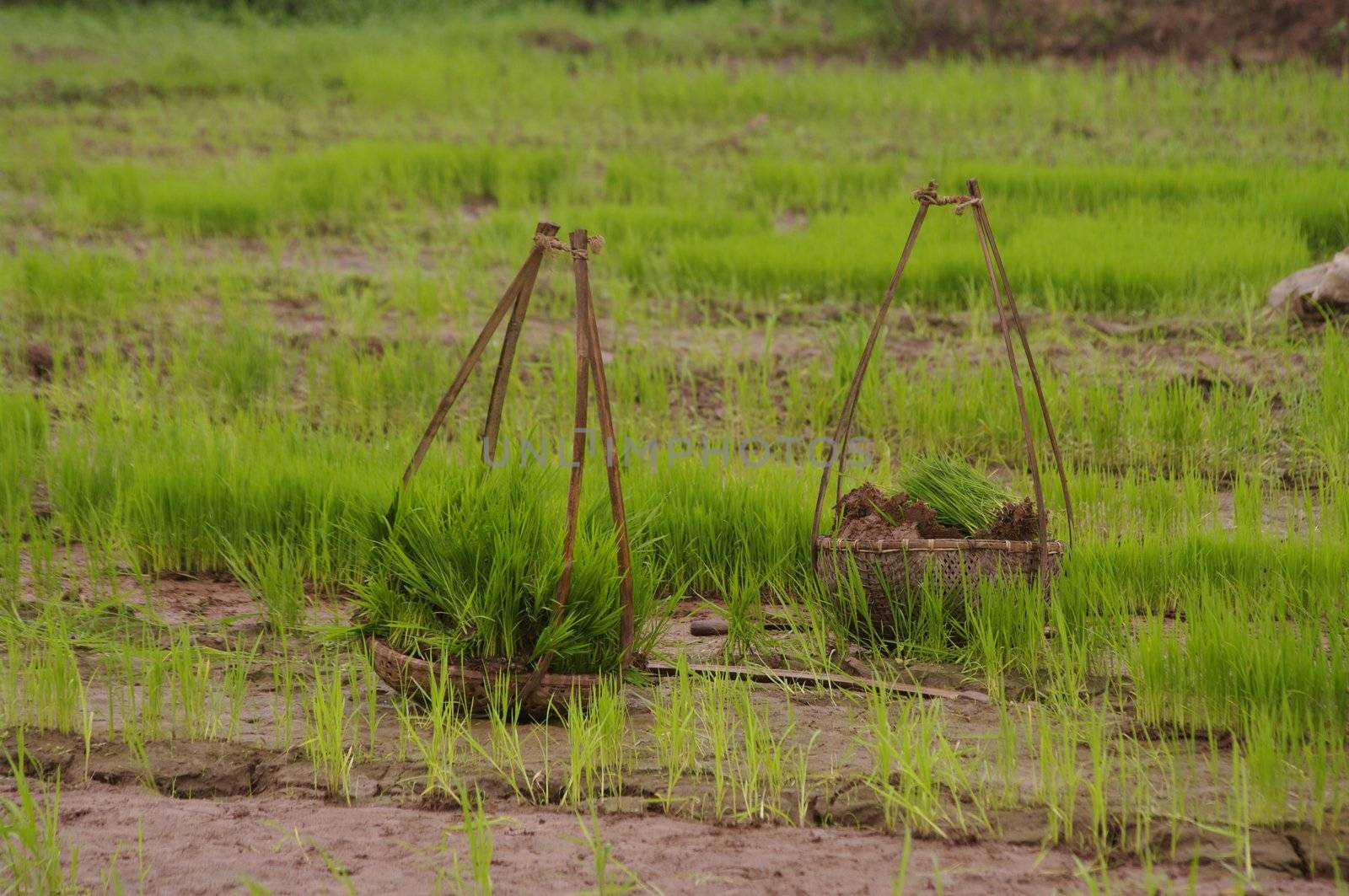 A palanquin amidst the rice fields. It is full of rice seedlings ready for transplanting. The palanquin used to transport everything. The women's campaign Vietnam never separate their palanquin.
This means of transport is also a symbol of Asia