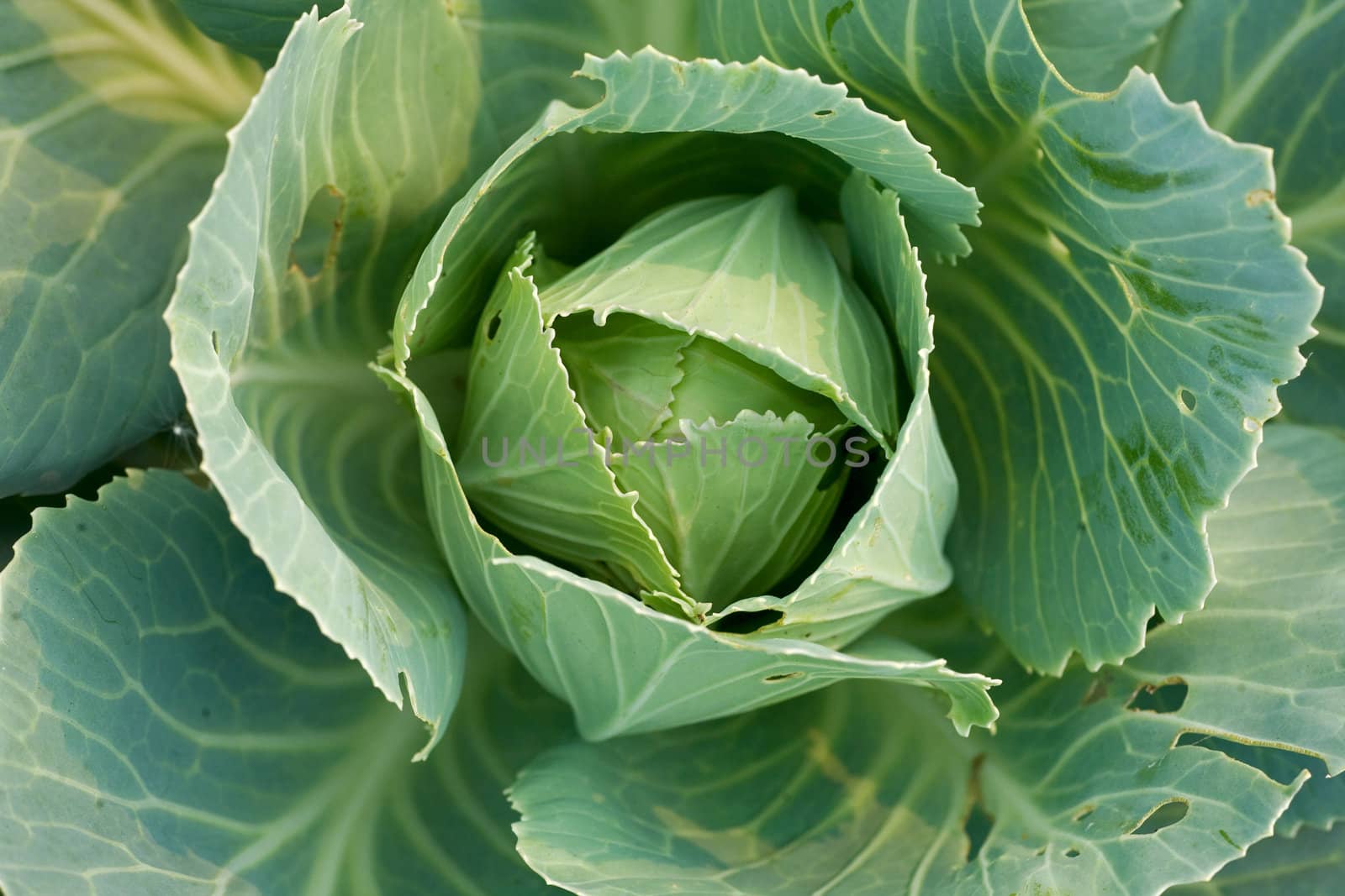 green cabbage's head with leafs. Close-up, full frame.