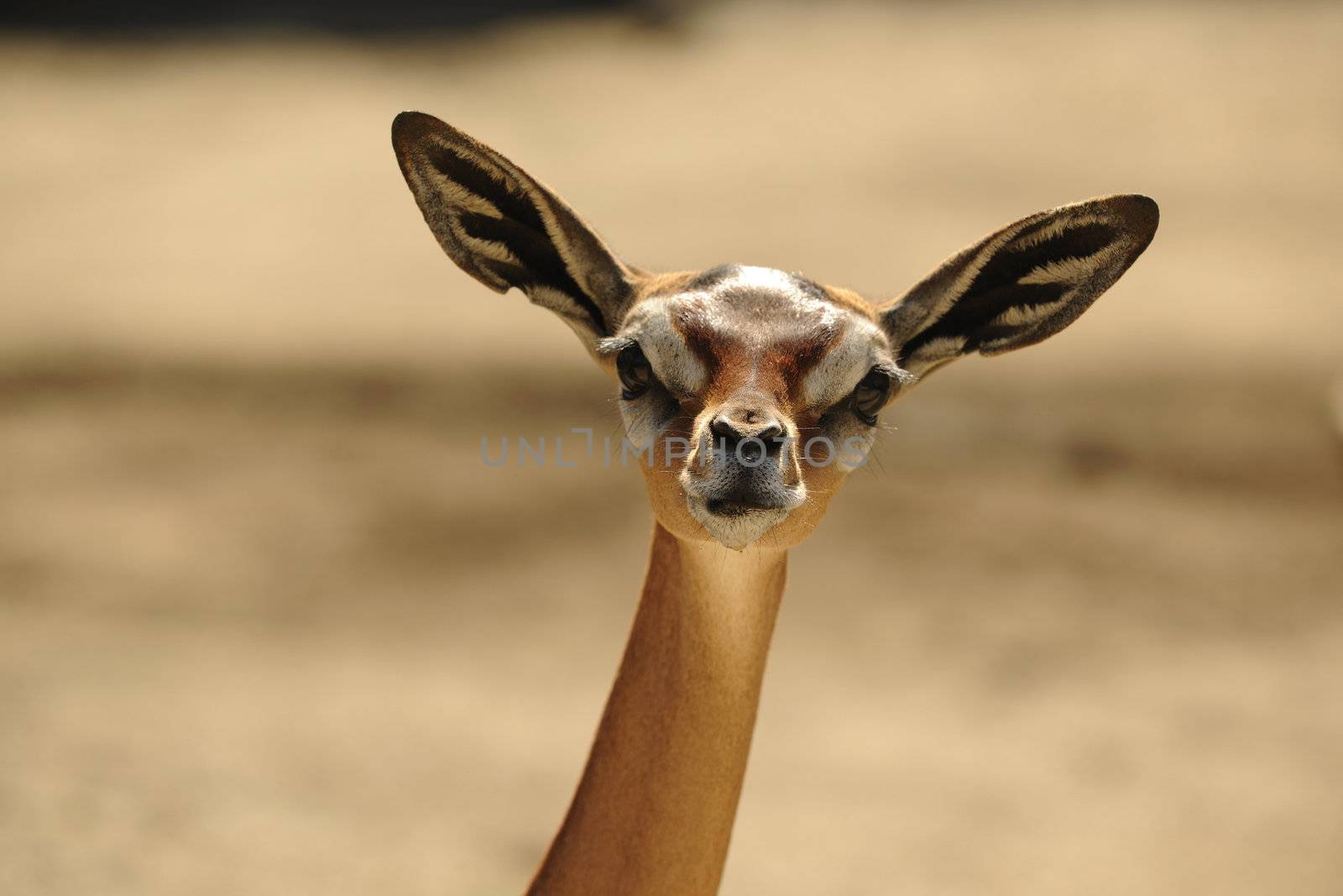 The Gerenuk (Litocranius walleri), also known as the Waller's Gazelle, is a long-necked species of antelope found in dry bushy scrub and steppe in East Africa. 