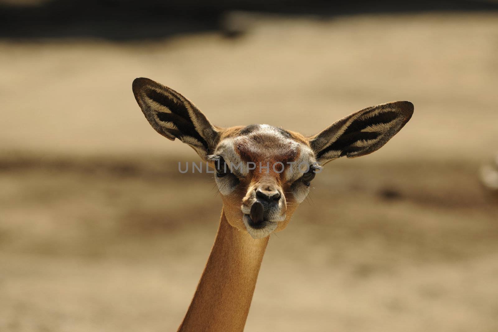 The Gerenuk (Litocranius walleri), also known as the Waller's Gazelle, is a long-necked species of antelope found in dry bushy scrub and steppe in East Africa. 