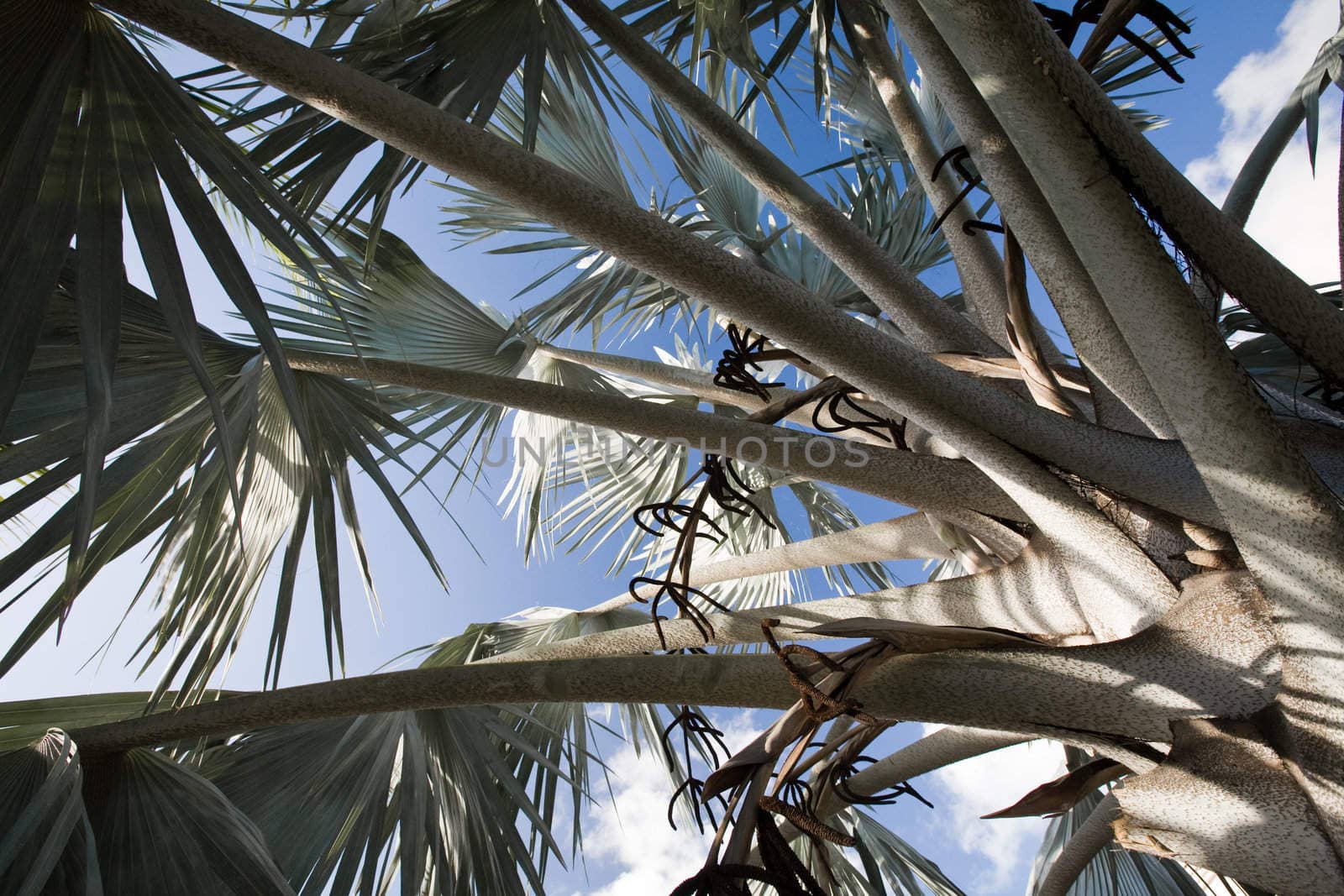 tropical palm