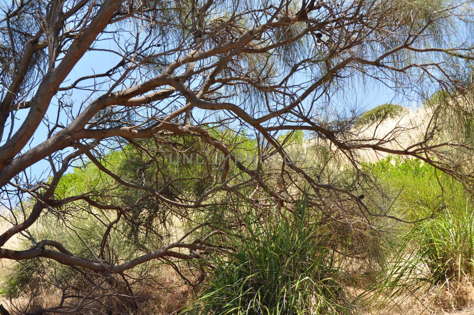 Dry tree branch with blue sky on the background. Abstract