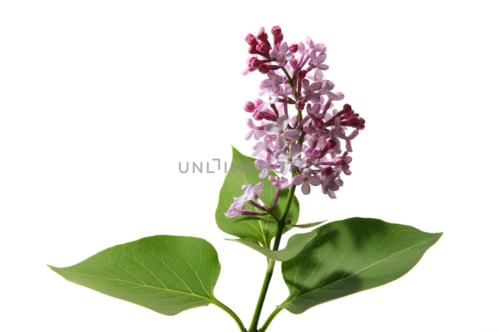 Blossoming branch of a lilac on a white background