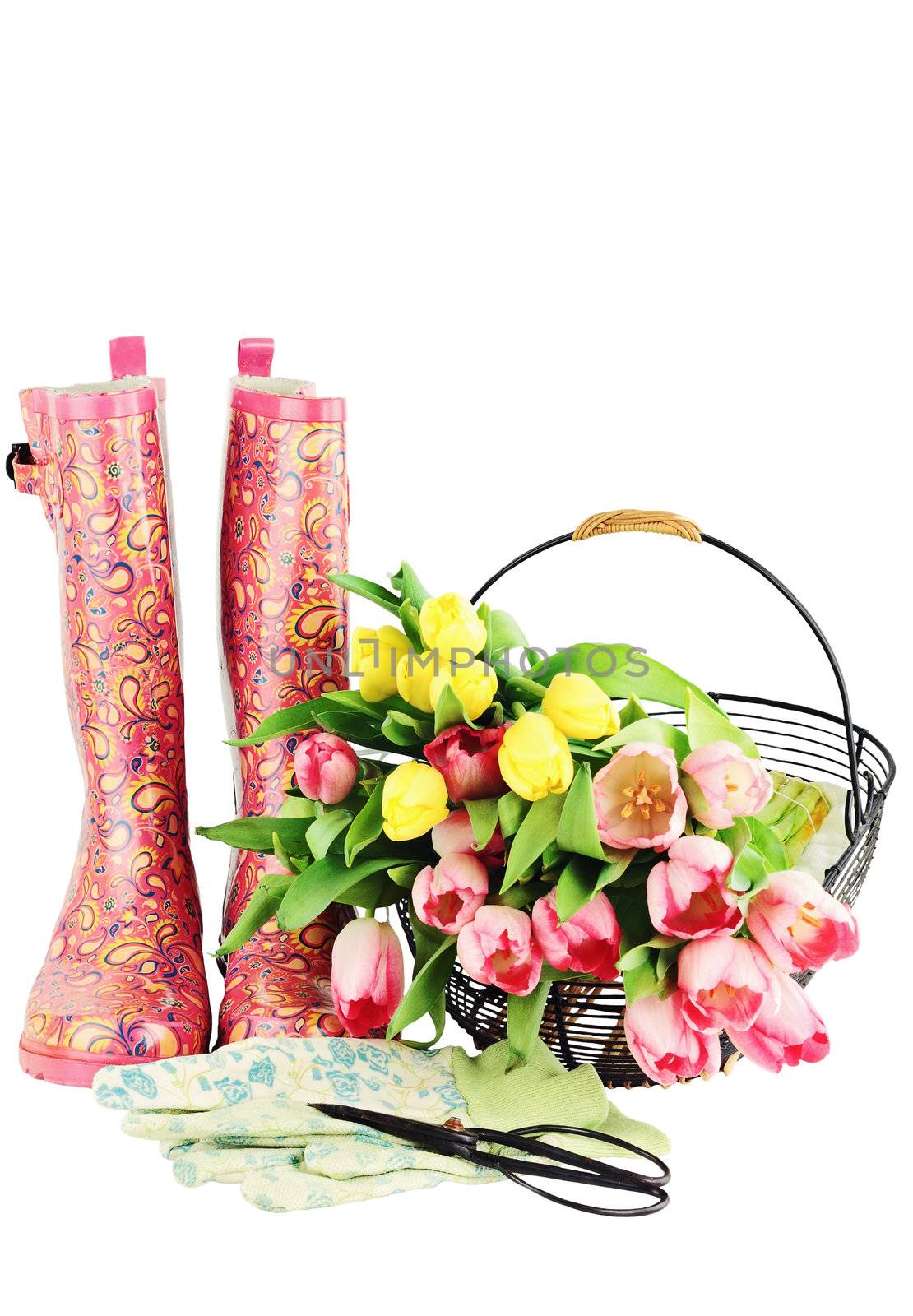 Fresh cut tulips with galoshes, gardening gloves and sheers isolated on a white background with copyspace available.