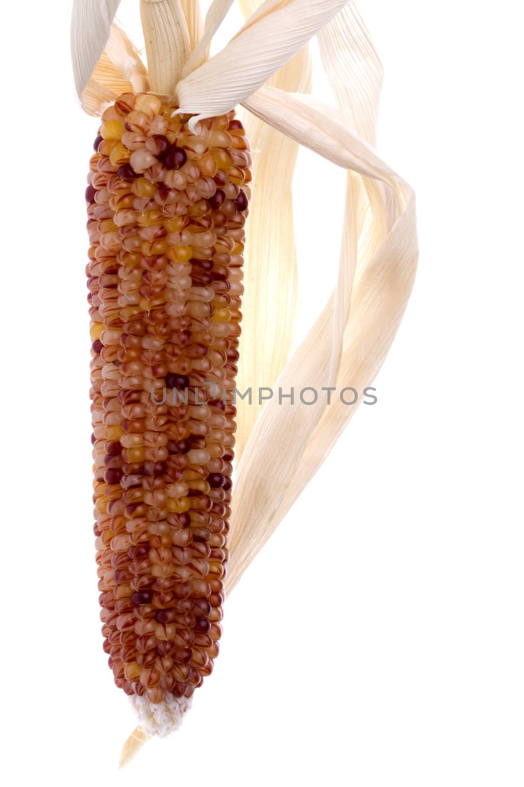 Isolated macro image of a halloween corn.