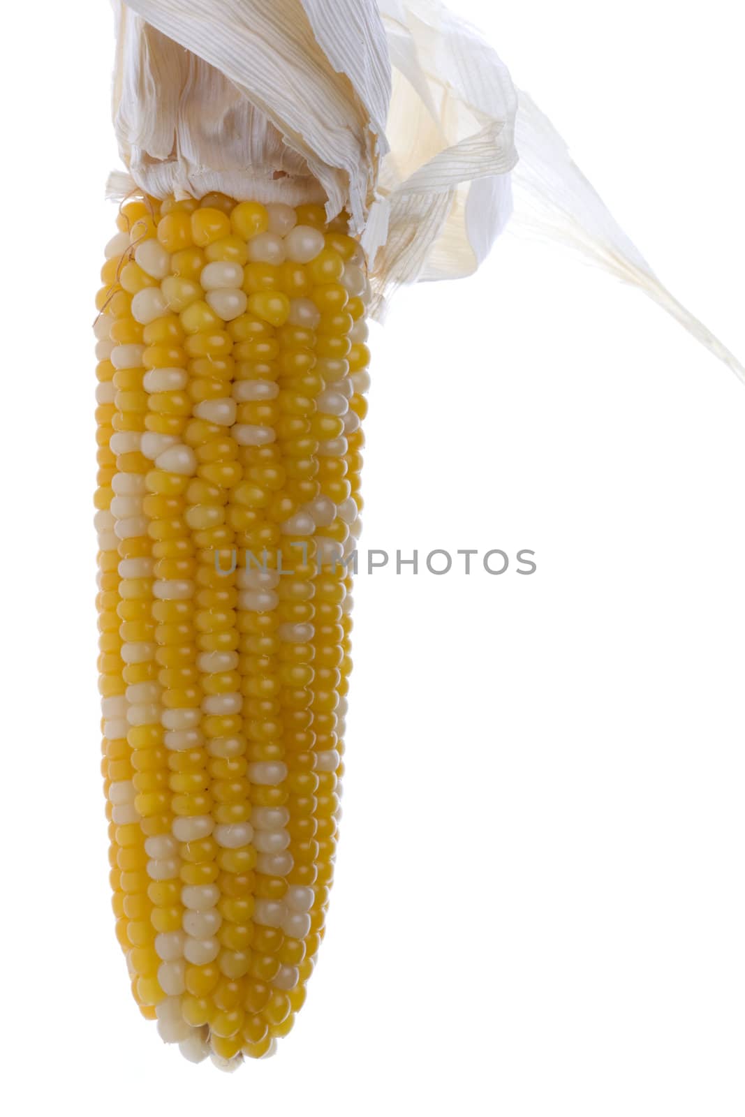 Isolated macro image of a halloween corn.
