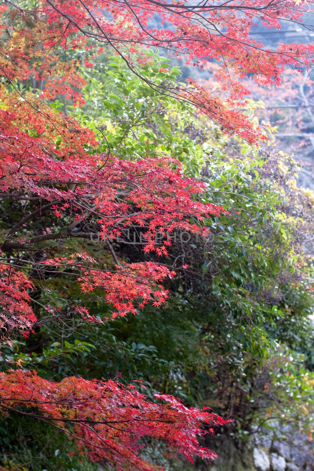 Japanese autumn tress by foaloce
