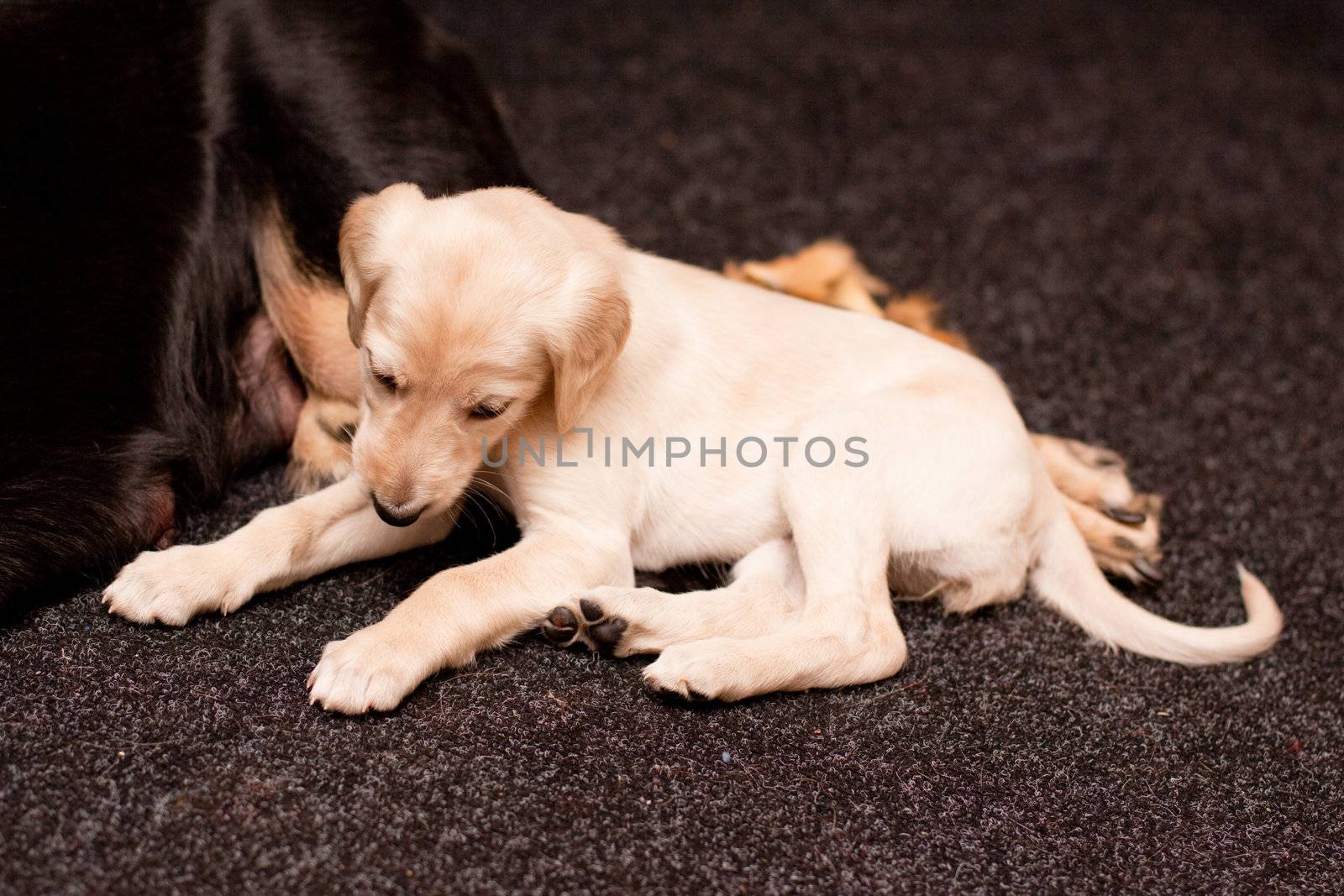 A white saluki pup lying near its mother on carpets
