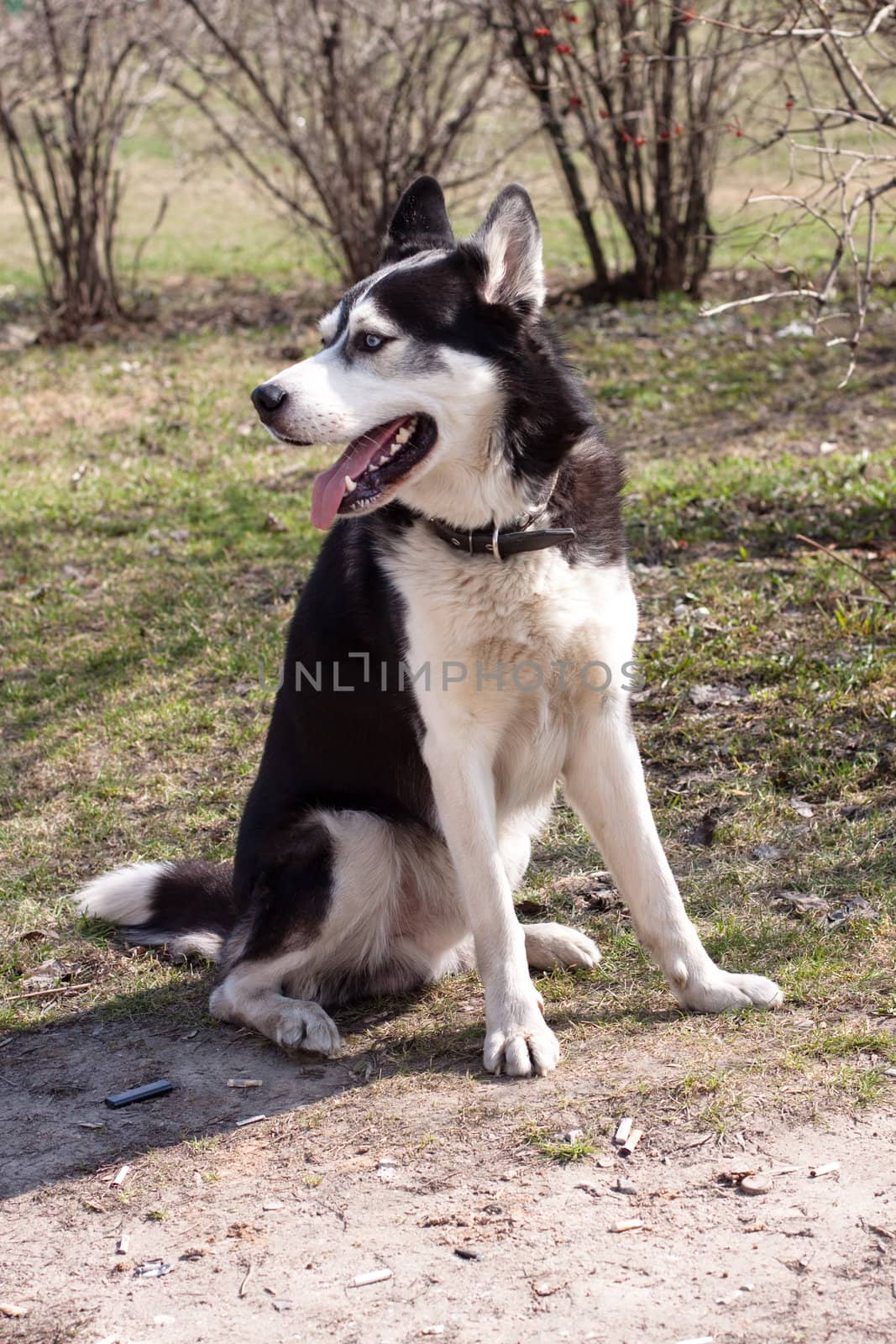 A sitting black and white husky in the park
