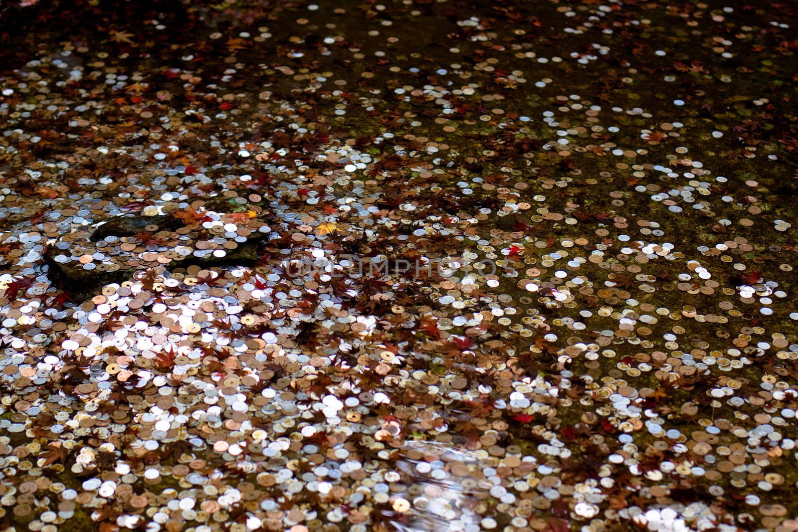 Money and maple leaves in water in an autumn Japanese park
