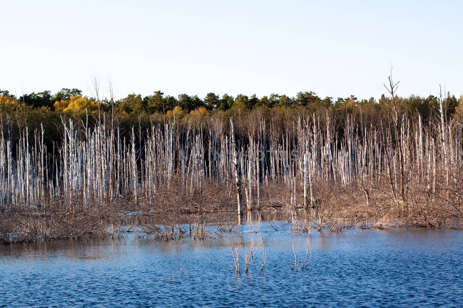 A lake with lifeless tress surrounded by an autumn forest under blue sky 
