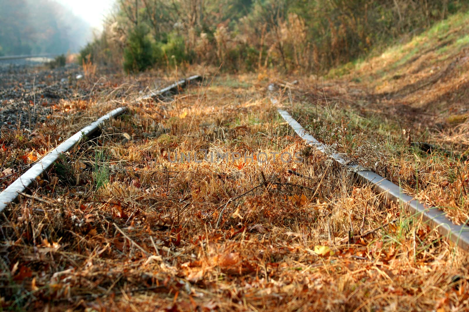 Abandoned Railroad tracks