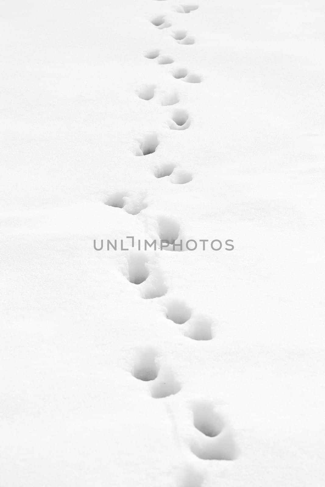 Some Footprints trough the snow