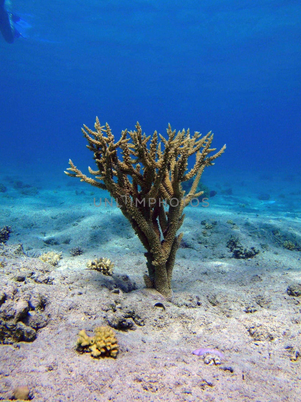 Red sea, Hurgada, Egypt