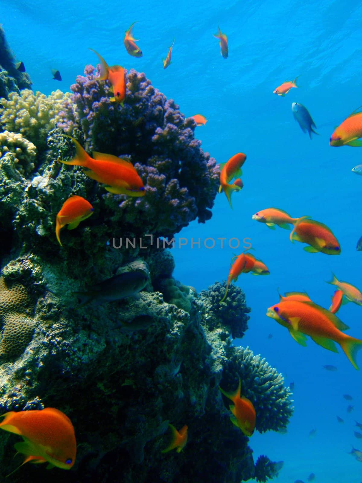 Red sea, Hurgada, Egypt