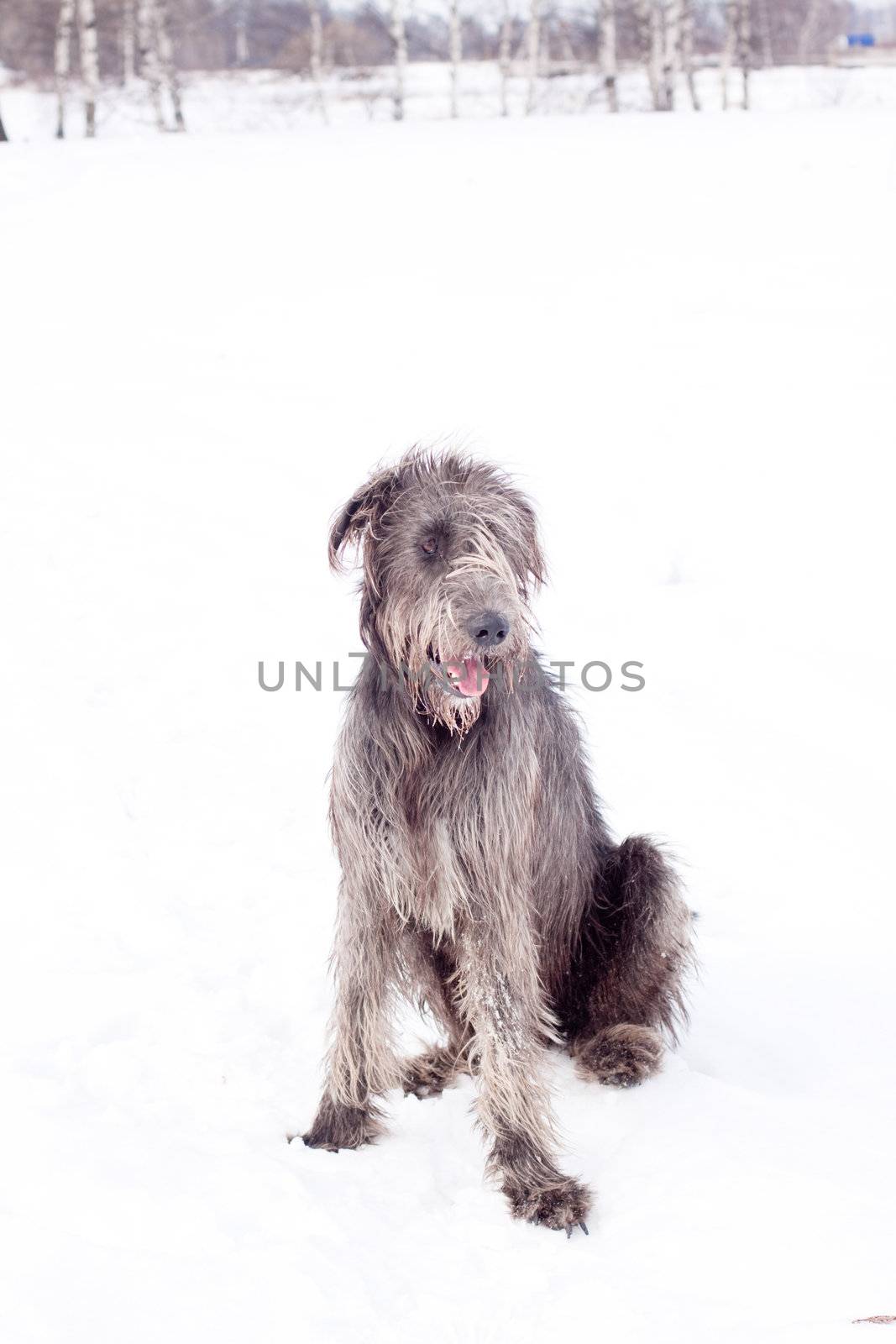 An Irish wolfhound sitting on a snow-covered field

