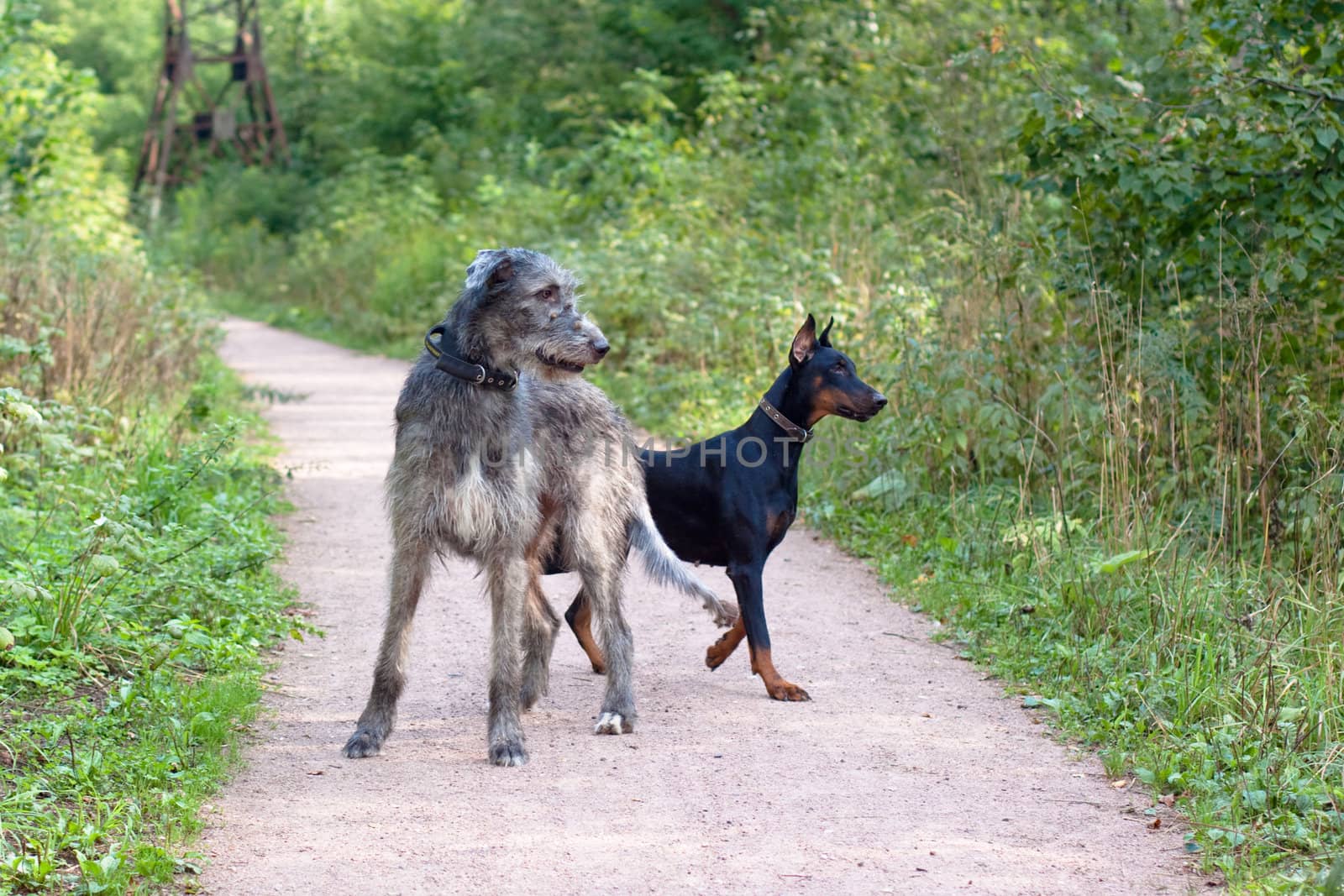 An irirsh woulfhound and a dobermann in a summer park
