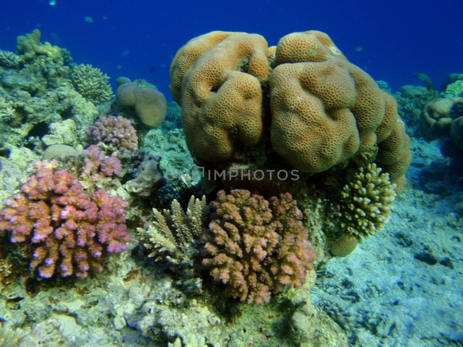 Globular coral 2 by georg777