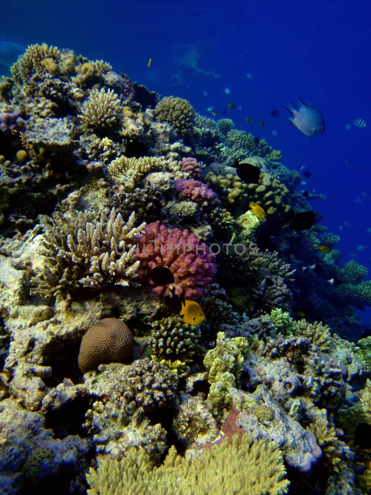 Red sea, Sharm El Sheikh