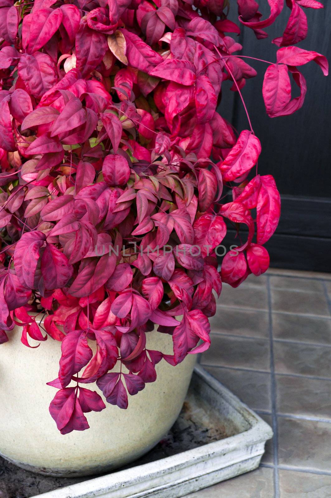 Purple red potted dercoration plan in house hold