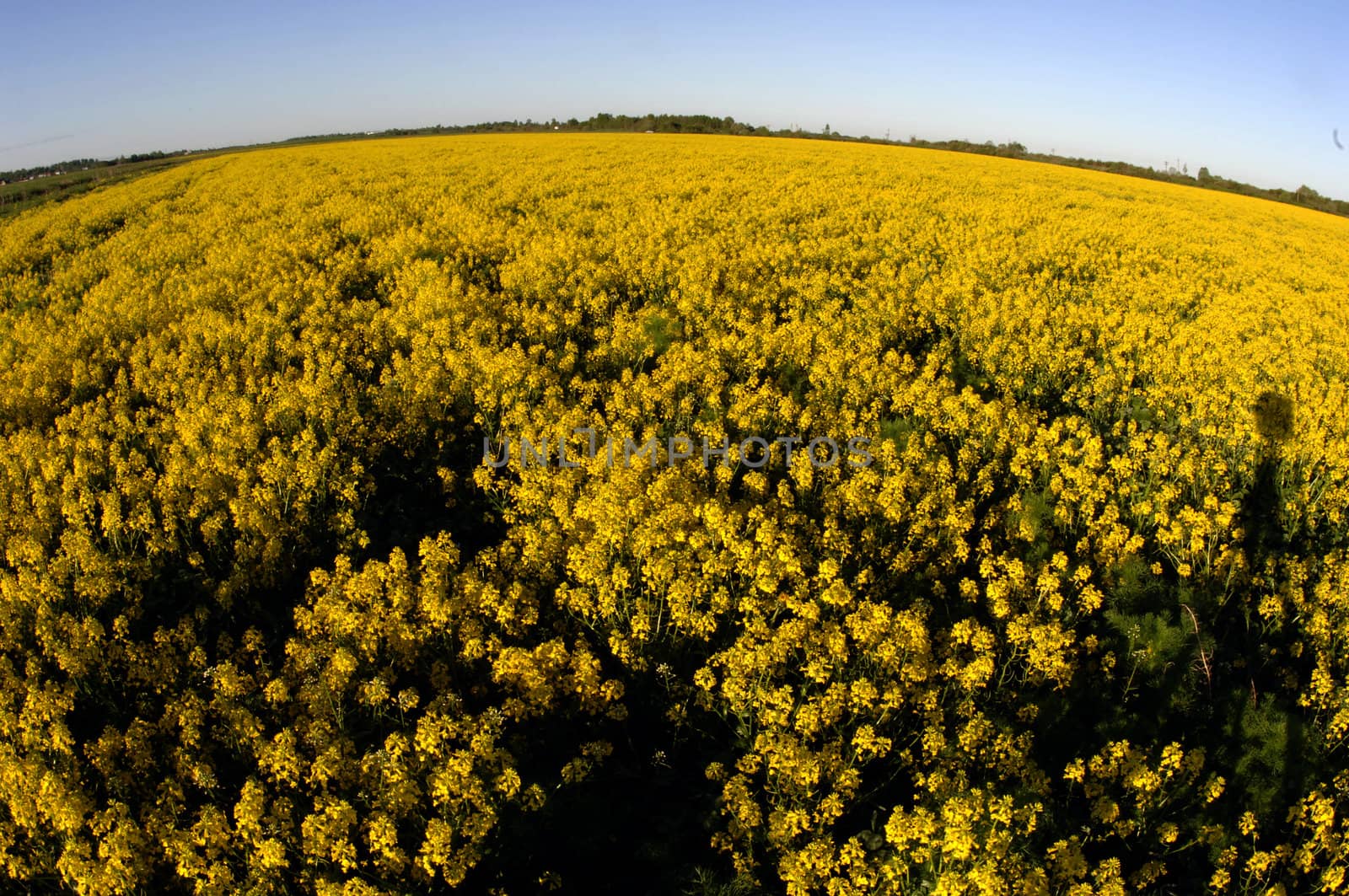 Field of yellow flowers. A morning field covered with yellow  flowers. 