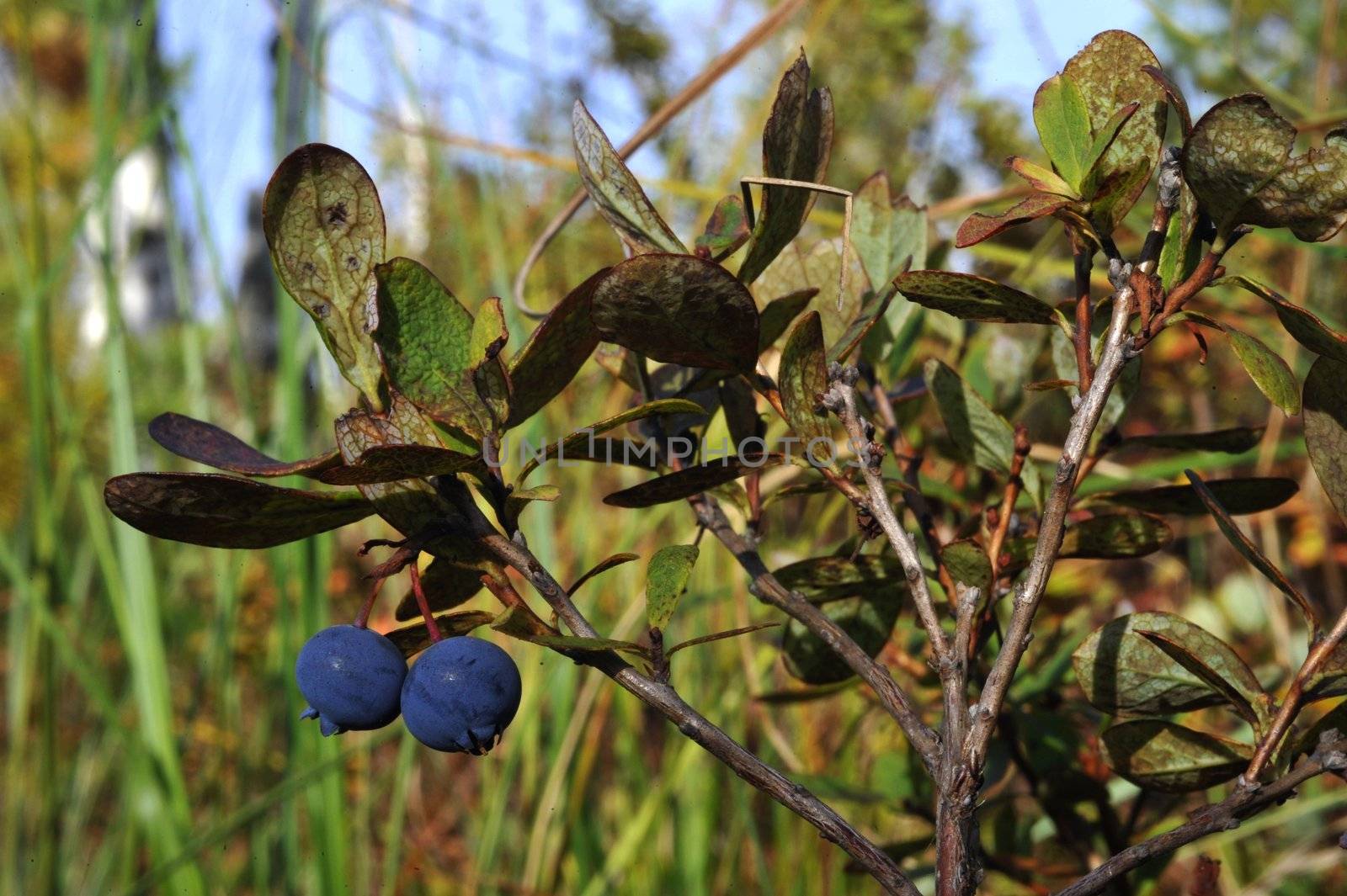 Bilberry 'Eagle'. Bilberry European blueberry Vaccinium myrtillus.