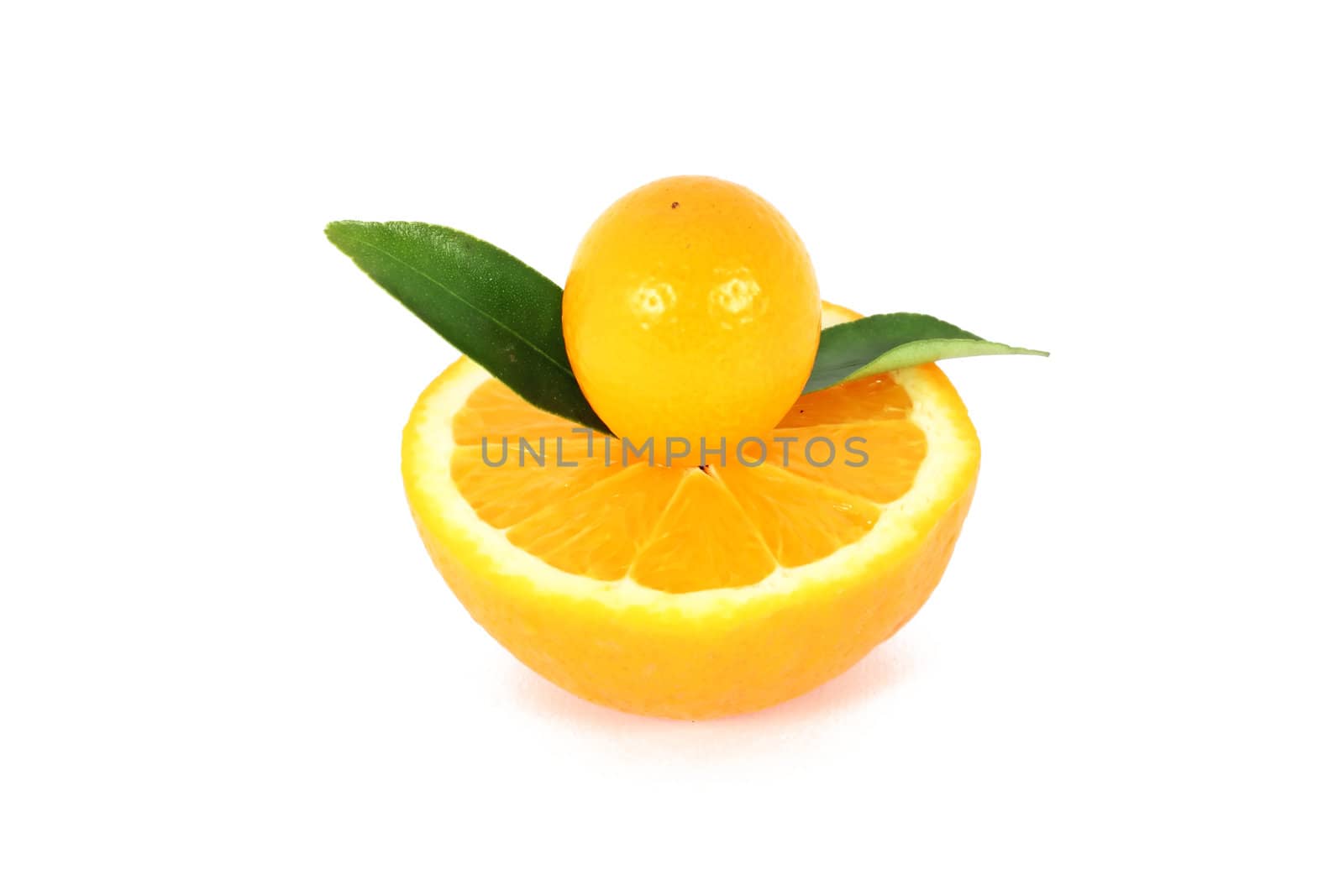 kumquat midget orange on halved orange isolated on white
