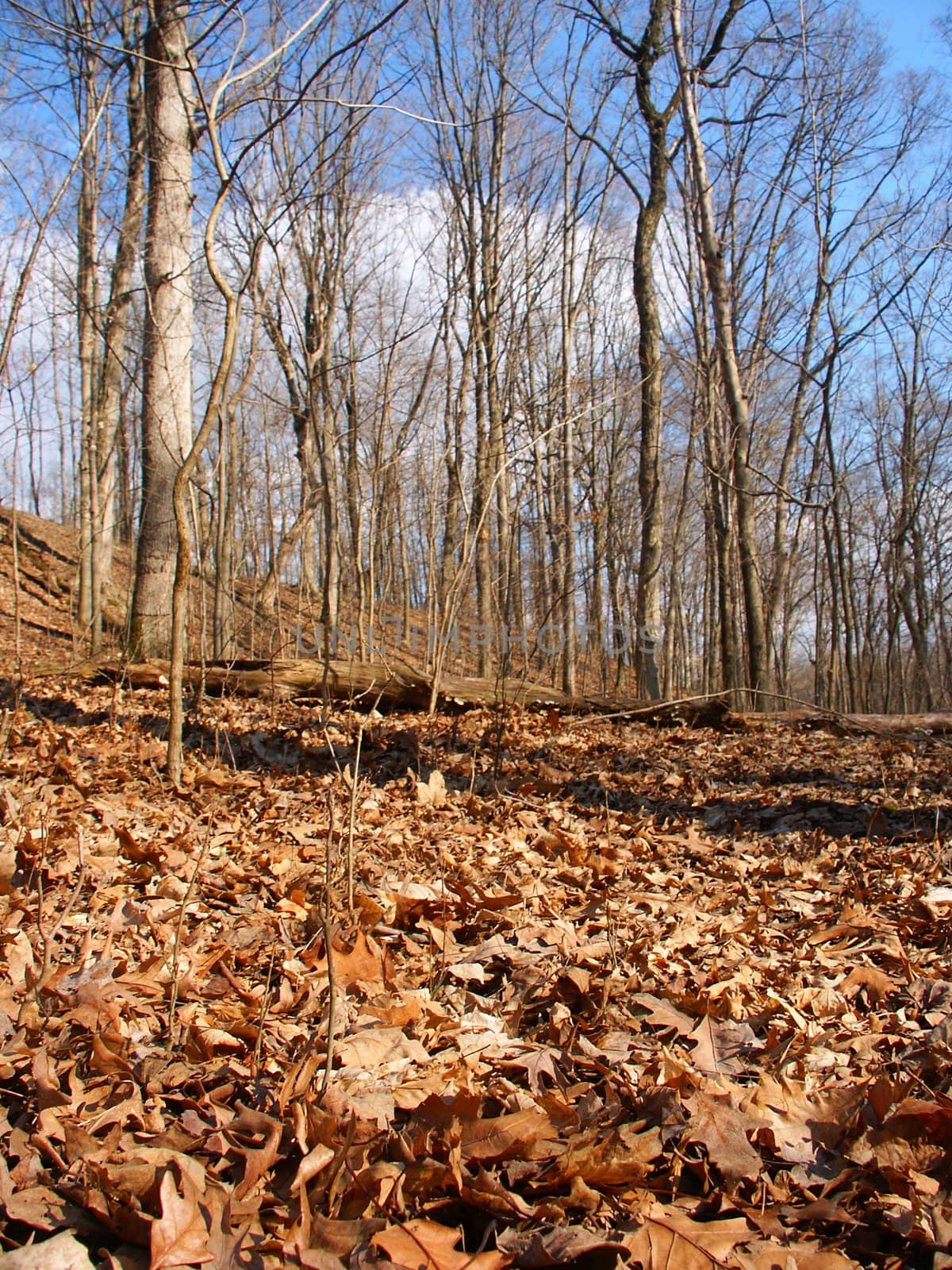 A sunlit forest at Kickapoo State Park in Illinois.