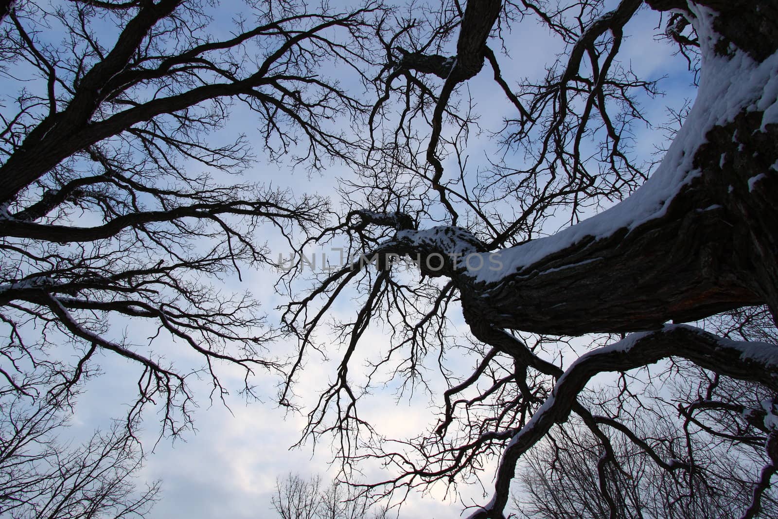 Twisted trees creep towards the sky during a cloudy winter day in Illinois