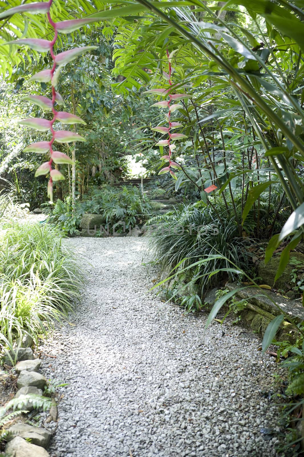 Walkway and greenery of a tropical spice garden.