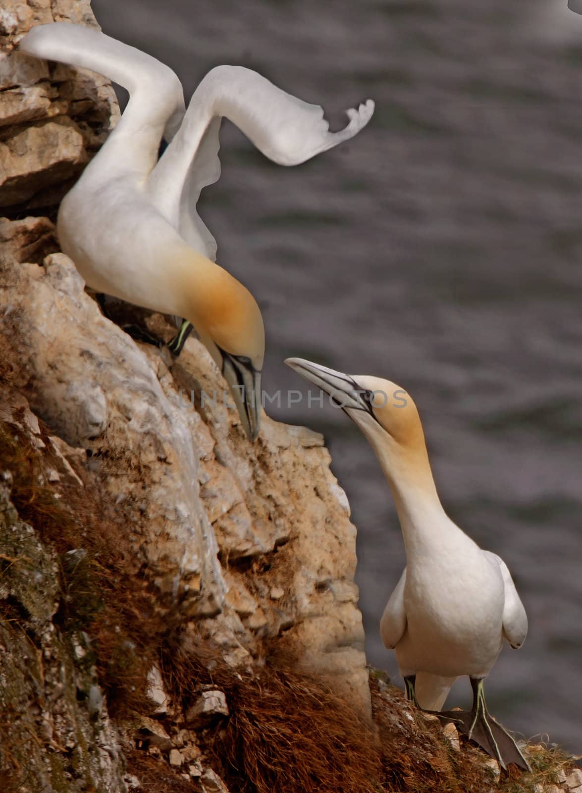 A male and a female Northern Gannet get together at Bempton Cliffs on the Yorkshire coast in England.
