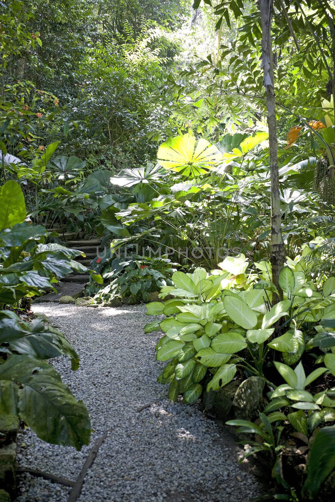 Walkway and greenery of a tropical spice garden.