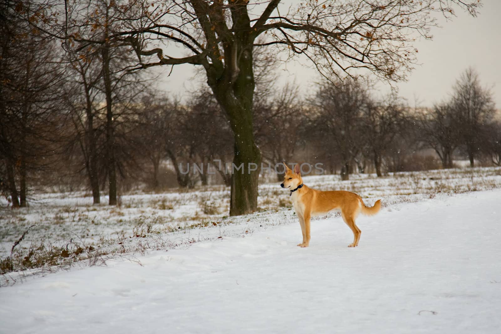  dog is standing on the snow in the park