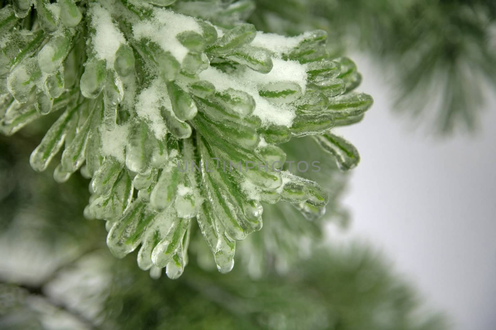 Winter scene - ice on pine tree