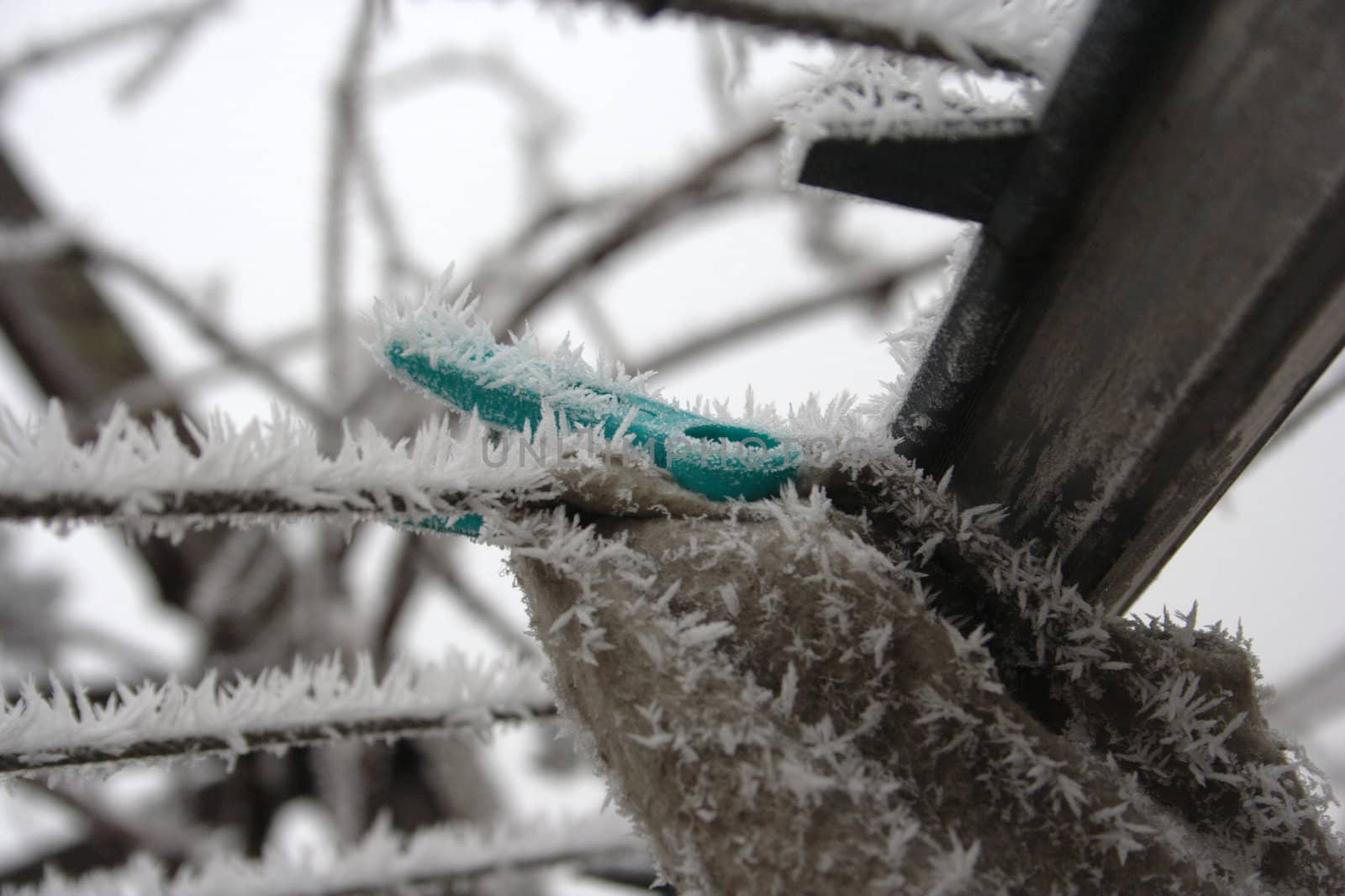 frozen green small buckle