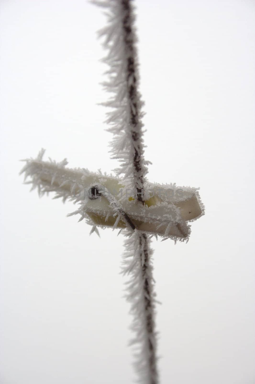 frozen white small buckle
