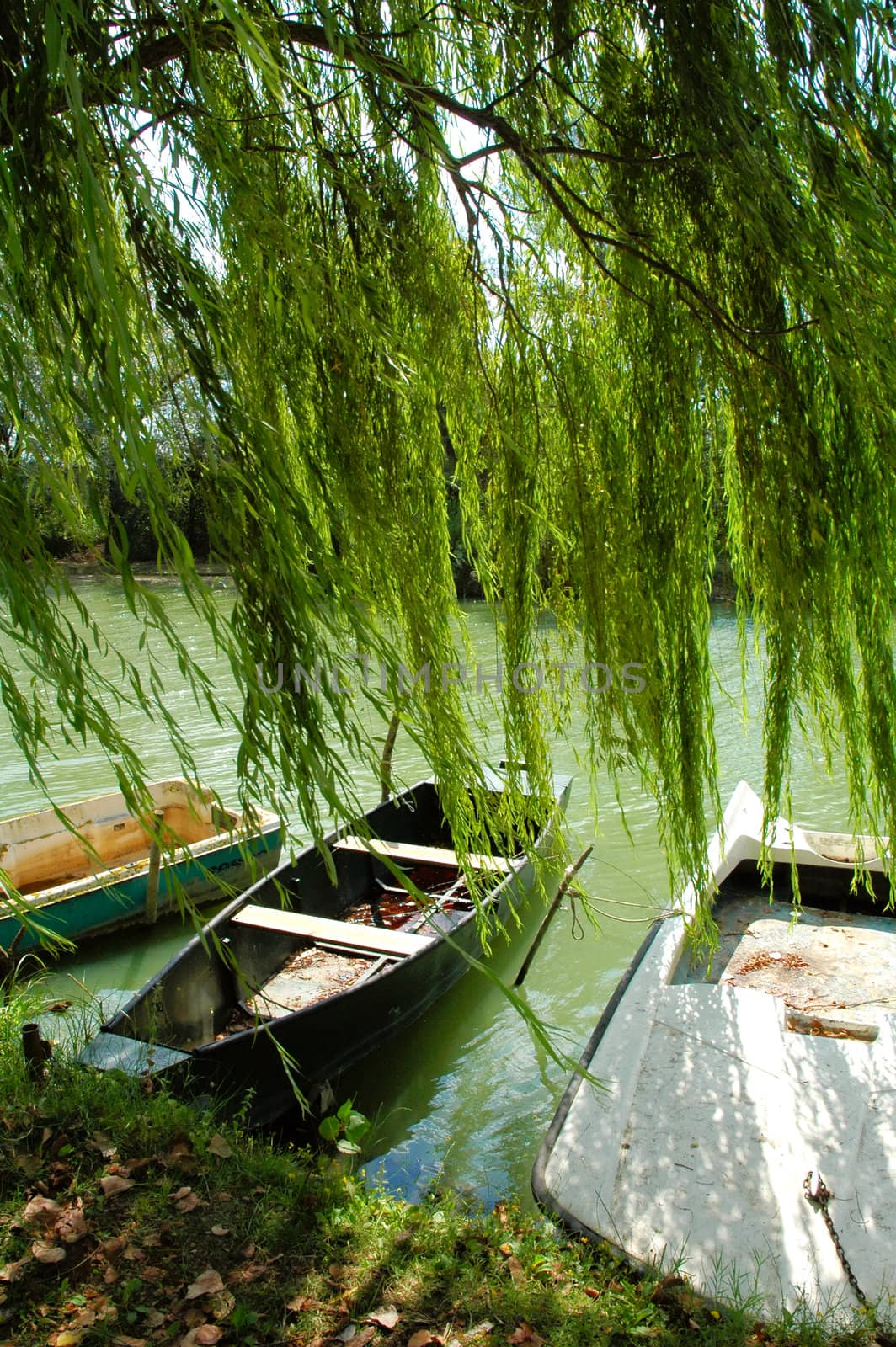 Anchored rowboat under a willow at an Italian lake