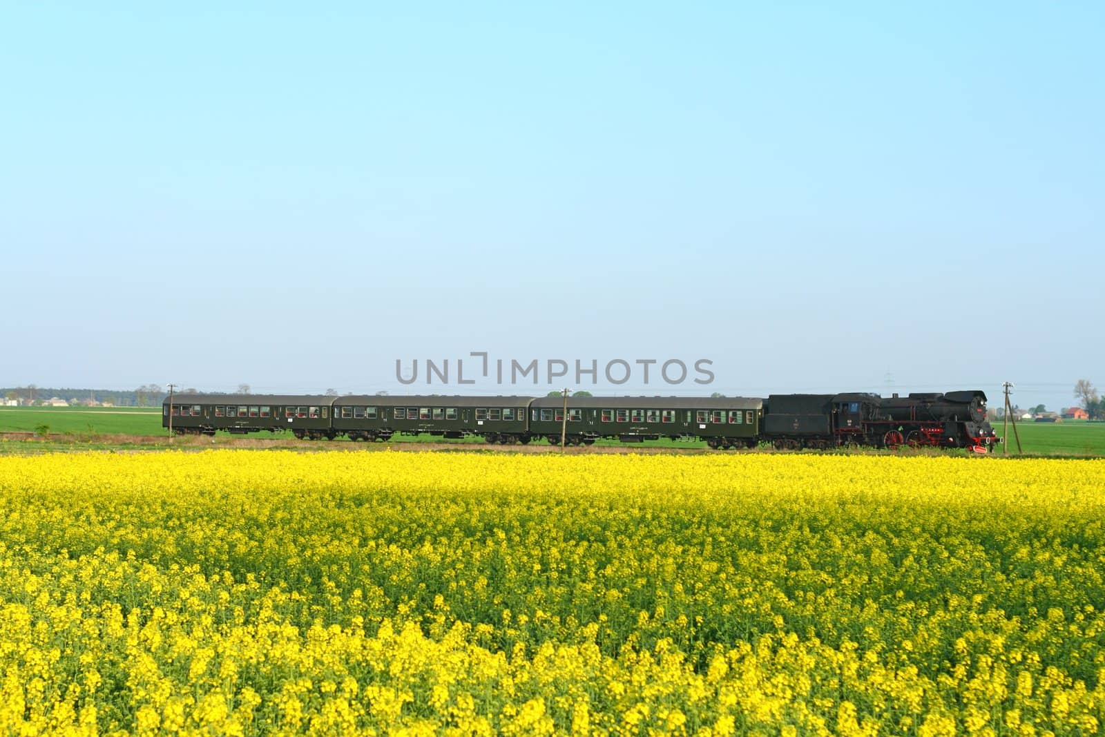 Steam retro train passing the rapeseed field