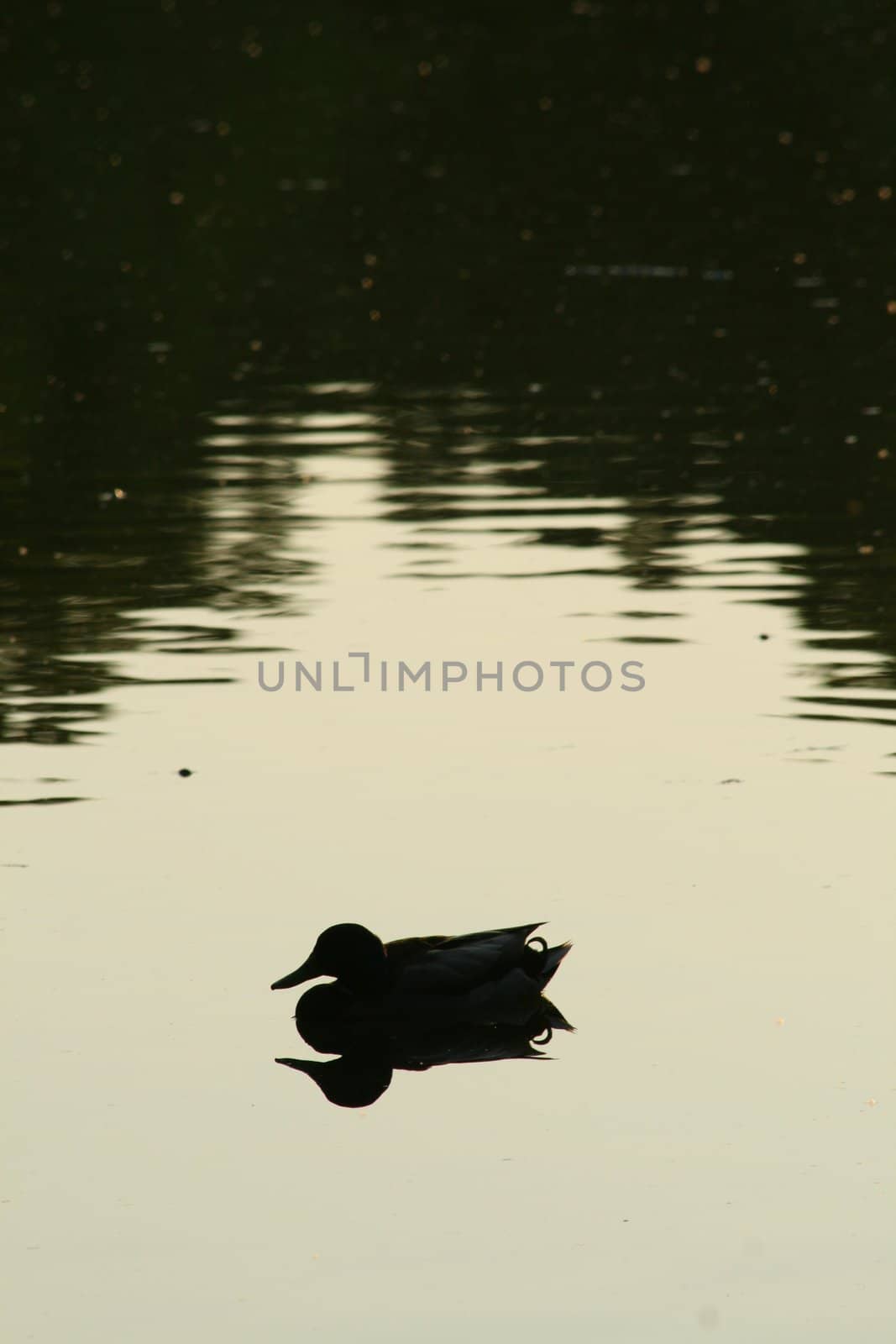 Silhouette of a lonely duck floating on the lake