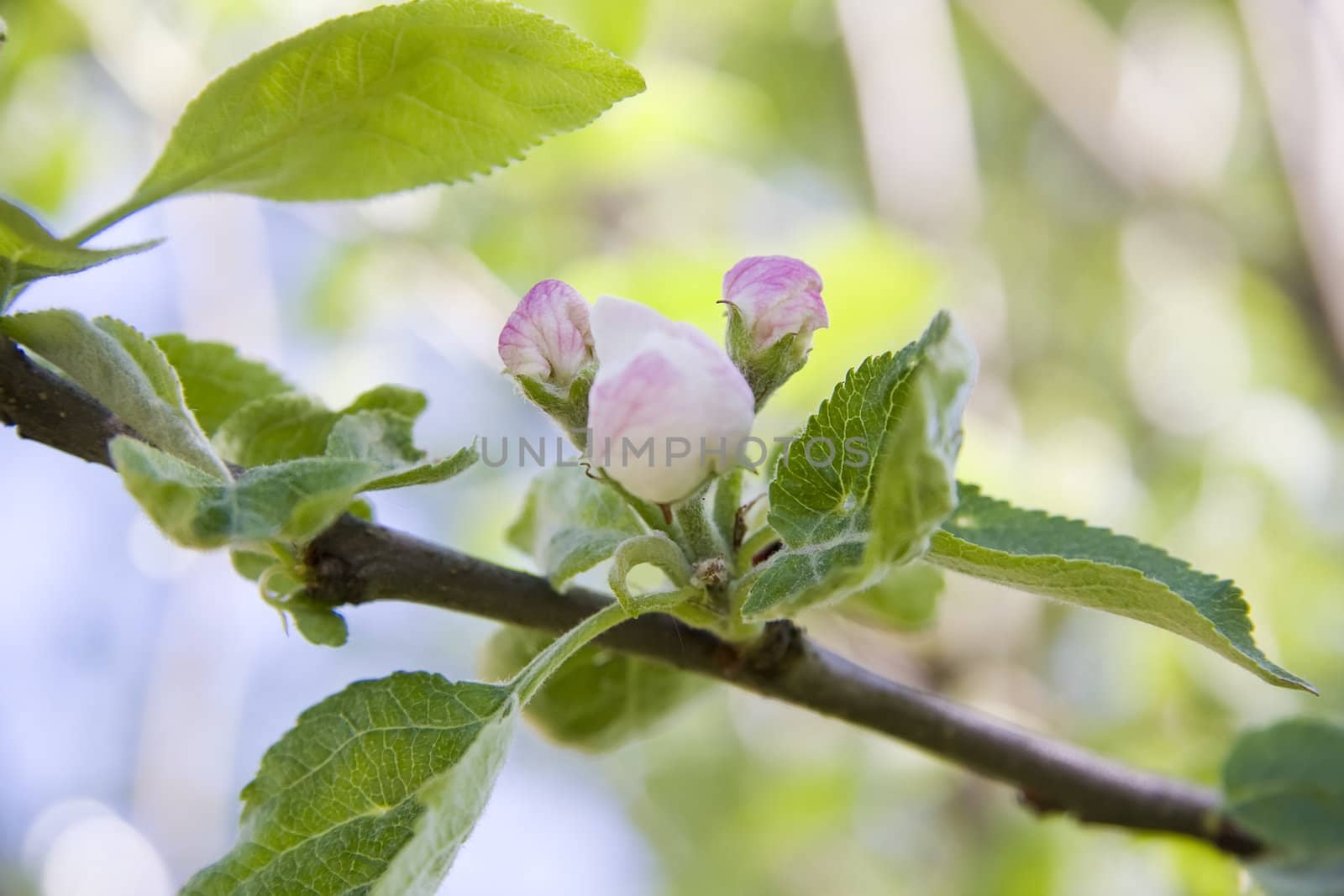 Apple blossom buds by snowturtle
