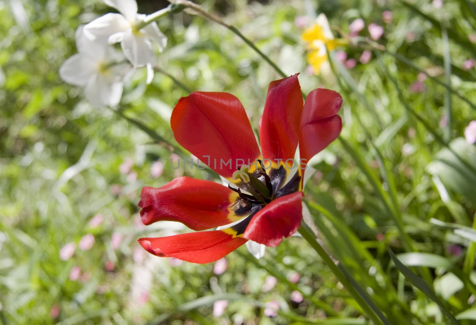 Open red tulip in a spring garden. Close-up