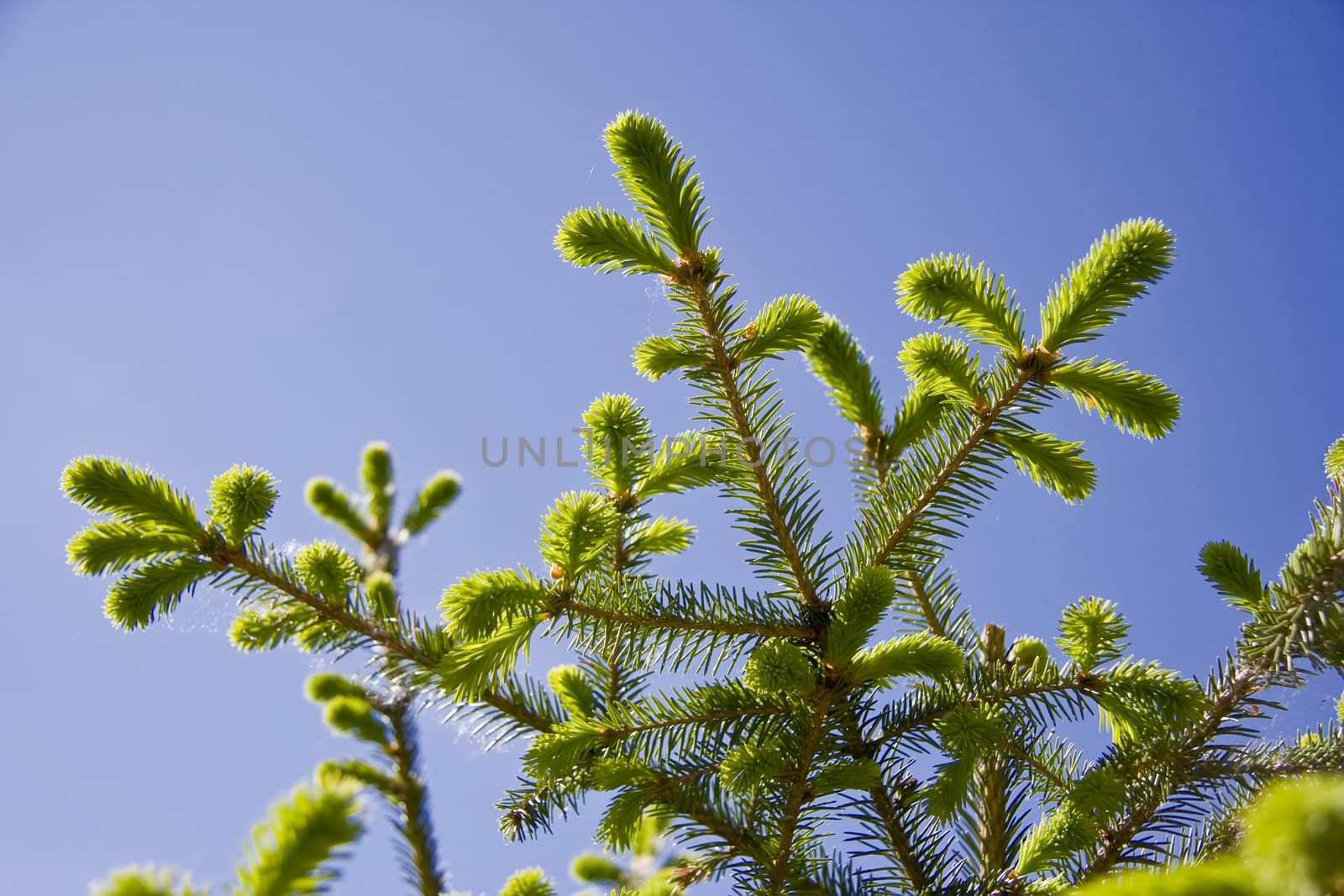 Fir tree branches with new buds against blue sky