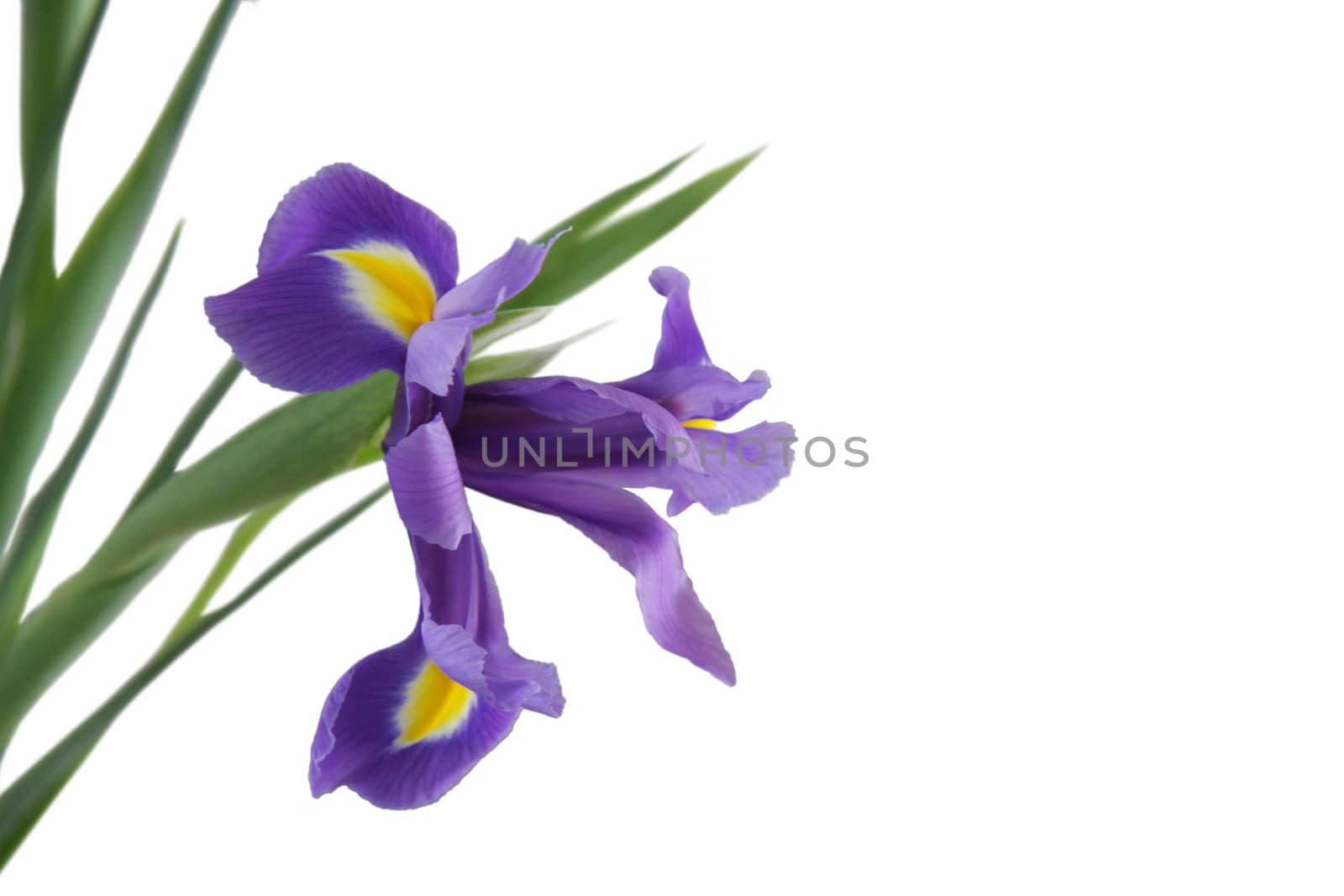 Violet Iris by snowturtle