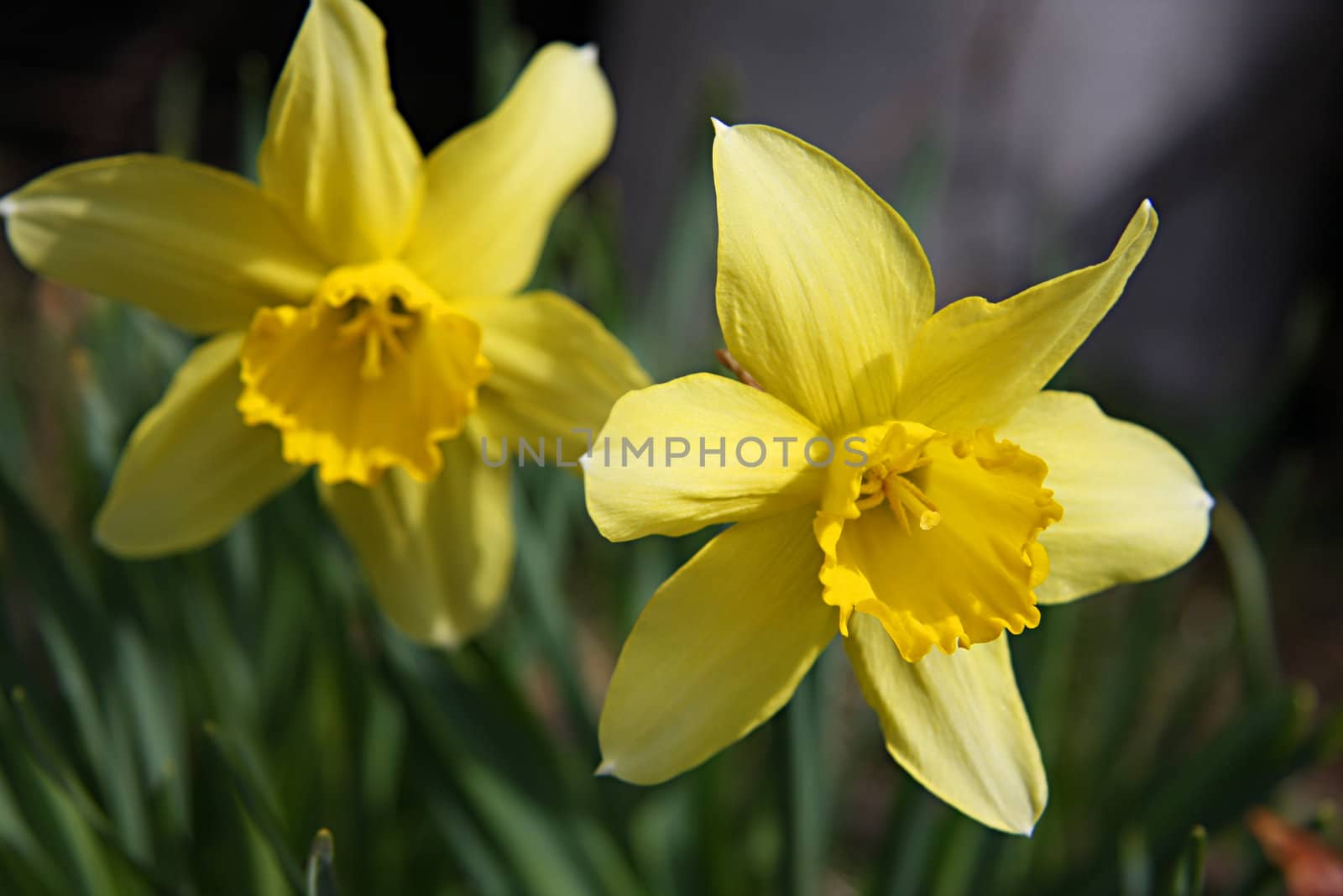 Yellow narcissus flowers by snowturtle